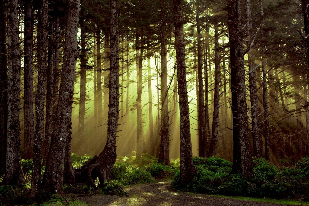 Oregon forest